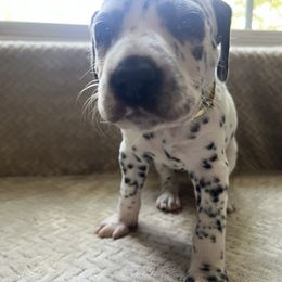 Ash - White and liver brown male Dalmatian puppy in Fort Walton Beach, Alabama from Kasens Dalmatians