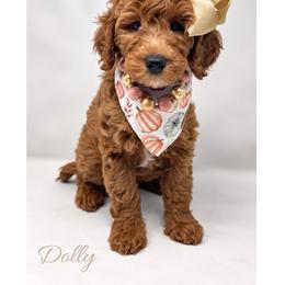 Yasmin - Red  female Goldendoodle puppy in State Road, North Carolina from Must Love Doodles