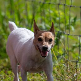 Luka - Toy Fox Terrier
