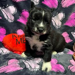 AKC Buttercup - Agouti and white female Siberian Husky puppy in Centreville, Maryland from Huskies By the Bay