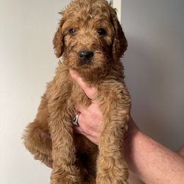 Double Doodle, Goldendoodle, Labradoodle, and Poodle Puppies from Amore Doodles & Poodles