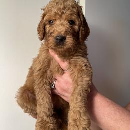 Double Doodle, Goldendoodle, Labradoodle, and Poodle Puppies from Amore Doodles & Poodles