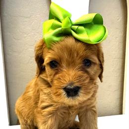 Hera - Red  female Goldendoodle puppy in Peoria, Arizona from Cactus Doods