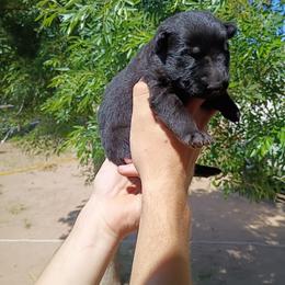 Boy 5 - Black male German Shepherd puppy in Cochise, Arizona from Freiheit Von Himmel  Shepherds