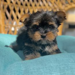 Murphy standard male - Black and gold male Yorkshire Terrier puppy in Salisbury, Delaware from Blue Line Kennels