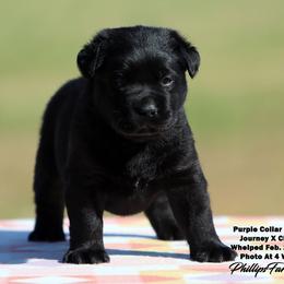 Journey - Purple Collar Girl - Black female Labrador Retriever puppy in Point, Texas from Lakylu Kennels
