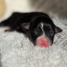 Cookie - Black tri female Toy Australian Shepherd puppy in Quincy, Michigan from Ivy Meadows and Friends