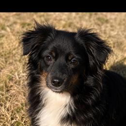 Tom - Toy Australian Shepherd