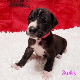 Great Dane Puppies from Windy Ridge Danes