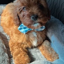 Aussiedoodles, Bernedoodles, Cavapoos, Goldendoodles, and Labradoodles from Mini Goldendoodles of Cape Cod
