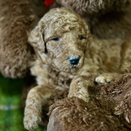 Juneau - Red  female Poodle puppy in Smithville, Mississippi from Shenanigans Red & Apricot Standard Poodles