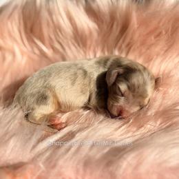 Noodles - Dapple male Dachshund puppy in Robesonia, Pennsylvania from Happily Ever After’s Puppies
