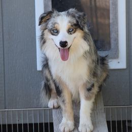 TRIPP - Miniature Australian Shepherd