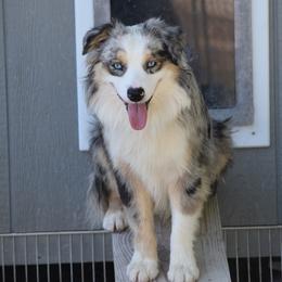 TRIPP - Miniature Australian Shepherd