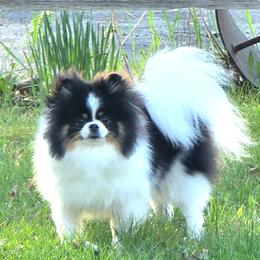 Trinity - Pomeranian