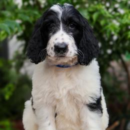 Blue collar - Parti male Goldendoodle puppy in Palmetto Bay, Florida from SOMIDOODLES
