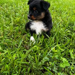Espresso - Black tri female Miniature Australian Shepherd puppy in Mount Carmel, Tennessee from Hill Top Mini Aussies