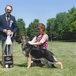 German Shepherd All Grown Up from Rosewood Shepherds