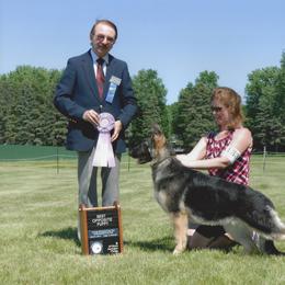 German Shepherd All Grown Up from Rosewood Shepherds