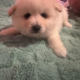 Boy 1 - Cream male Pomeranian puppy in Arleta, California from Poms De Valle