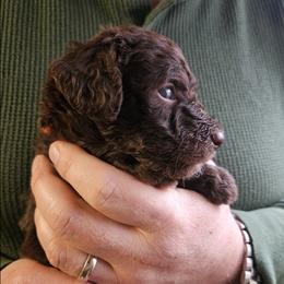 Hank - Brown male Double Doodle puppy in Jeddo, Michigan from Bert's Doodles