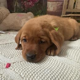 Mint Green ribbon female - Yellow female Labrador Retriever puppy in Newmanstown, Pennsylvania from Retrievers of Millbach