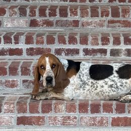 Basset Hounds from Amiee’s Hounds