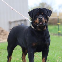Zues - Rottweiler