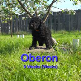 Oberon - Black male Labradoodle puppy in Genoa City, Wisconsin from Sakura Pups