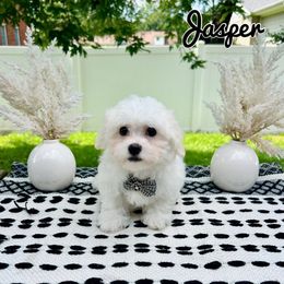 Jasper - White male Mal-Shi puppy in Morehead, Kentucky from Paw Perfect Pets