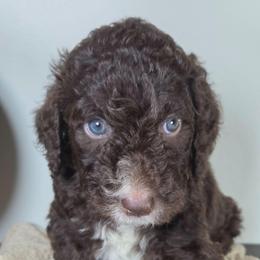 Baloo - Brown and white male Aussiedoodle puppy in Haleyville, Alabama from The Cuddly Dood Ranch