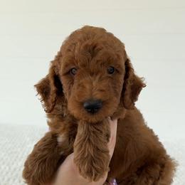 Assorted Doodle Crosses, Goldendoodle, Labradoodle, and Poodle Puppies from Ruff Country Doodles