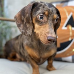 Chikin - Dachshund