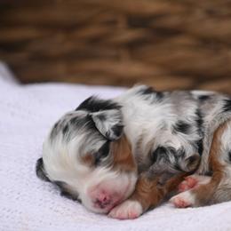 Australian Mountain Doodle, Bernedoodle, and Cavapoo Puppies from Cedar Wood Farms