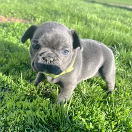 Stormi - Blue female French Bulldog puppy in Nora Springs, Iowa from Summit View Frenchies