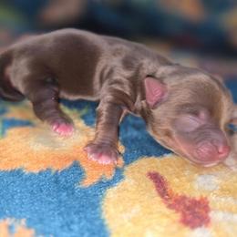 Mercury - Chocolate, tan and white male Yorkshire Terrier puppy in Lakeland, Florida from You Me & The Yorkies
