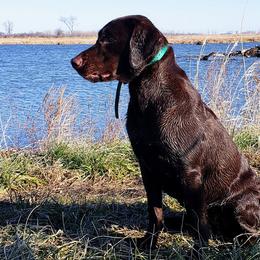 Labrador Retrievers from Fritz Pointing Labs