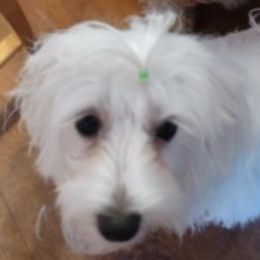 Maltipoos, Morkies, and Yorkipoos from Morkies and Yorkie-poos of Louisiana