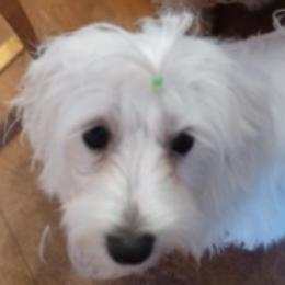 Maltipoos, Morkies, and Yorkipoos from Morkies and Yorkie-poos of Louisiana