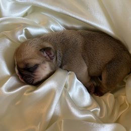 Bulldog Puppies from Alicia Miller