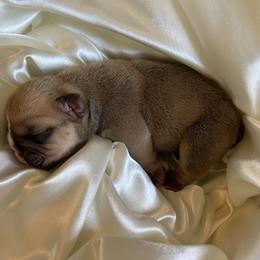 Bulldog Puppies from Alicia Miller