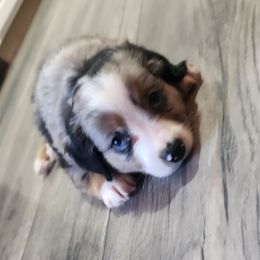 ACE - Blue merle Miniature Australian Shepherd puppy in Kansas City, Missouri from Kinsley's Cuties & SouthPaw Creations