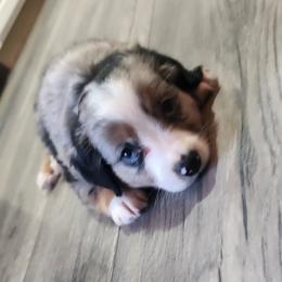 ACE - Blue merle Miniature Australian Shepherd puppy in Kansas City, Missouri from Kinsley's Cuties & SouthPaw Creations