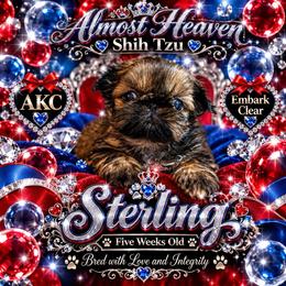 Sterling - Brindle male Shih Tzu puppy in Dallas, Texas from Almost Heaven Shih Tzu