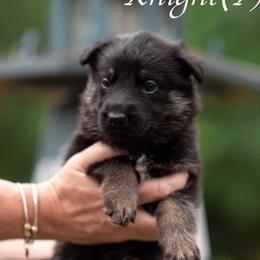 Knight - Bi-color female German Shepherd puppy in Berwick, Maine from Vom Rindahaus Shepherds