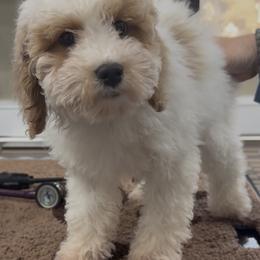 Precious - Parti female Goldendoodle puppy in Clarksville, Tennessee from Tennessee Goldendoodles, since 2014