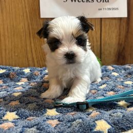 Boy 1 - Parti male Yorkshire Terrier puppy in Bear Creek, North Carolina from Yorkie Time