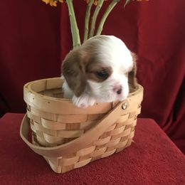 Cavalier King Charles Spaniel Puppies from Christina’s Cavaliers