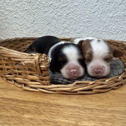 Cavalier King Charles Spaniel Puppies from Sunshine State Cavaliers
