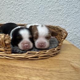 Cavalier King Charles Spaniel Puppies from Sunshine State Cavaliers